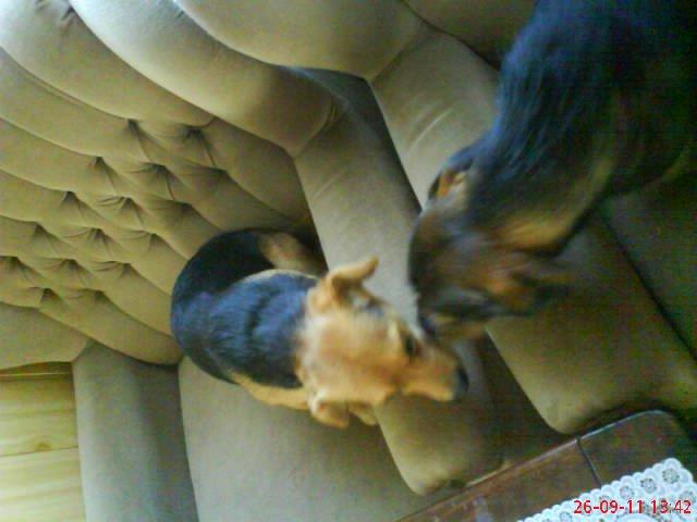 moje dwa pupile. , zdjęcie 15