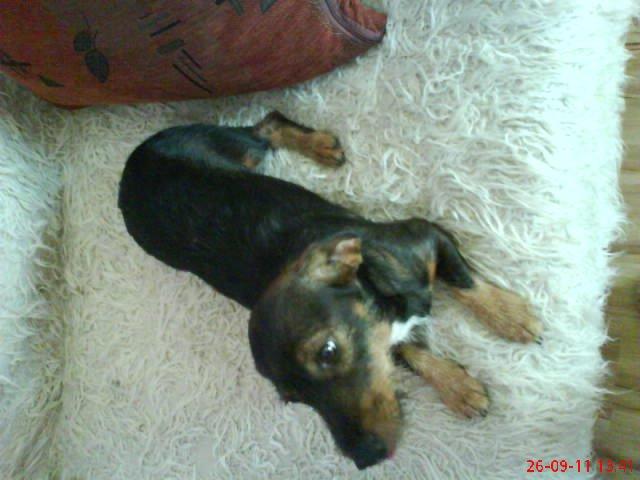 moje dwa pupile. , zdjęcie 6