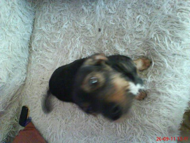 moje dwa pupile. , zdjęcie 4