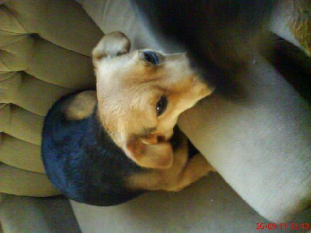 moje dwa pupile. , zdjęcie 3