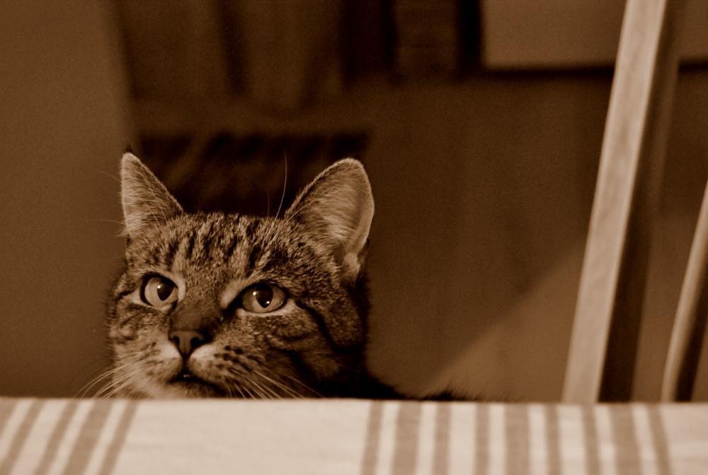 Zwierzak w domu - konkurs, zdjęcie 11