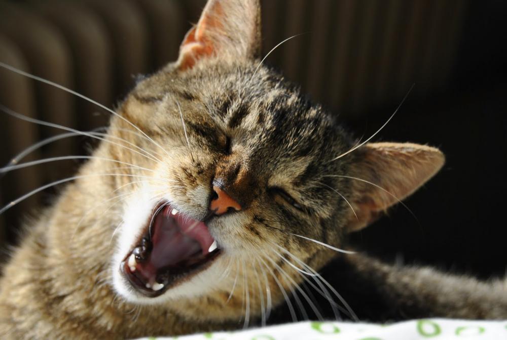 Zwierzak w domu - konkurs, zdjęcie 13