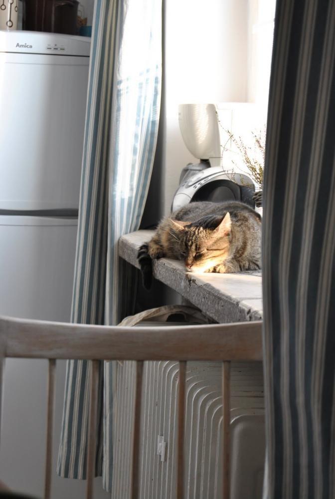 Zwierzak w domu - konkurs, zdjęcie 18