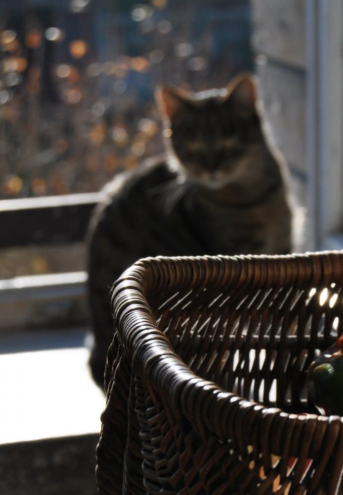 Zwierzak w domu - konkurs, zdjęcie 19