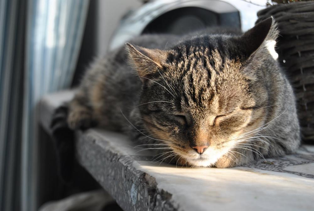 Zwierzak w domu - konkurs, zdjęcie 9