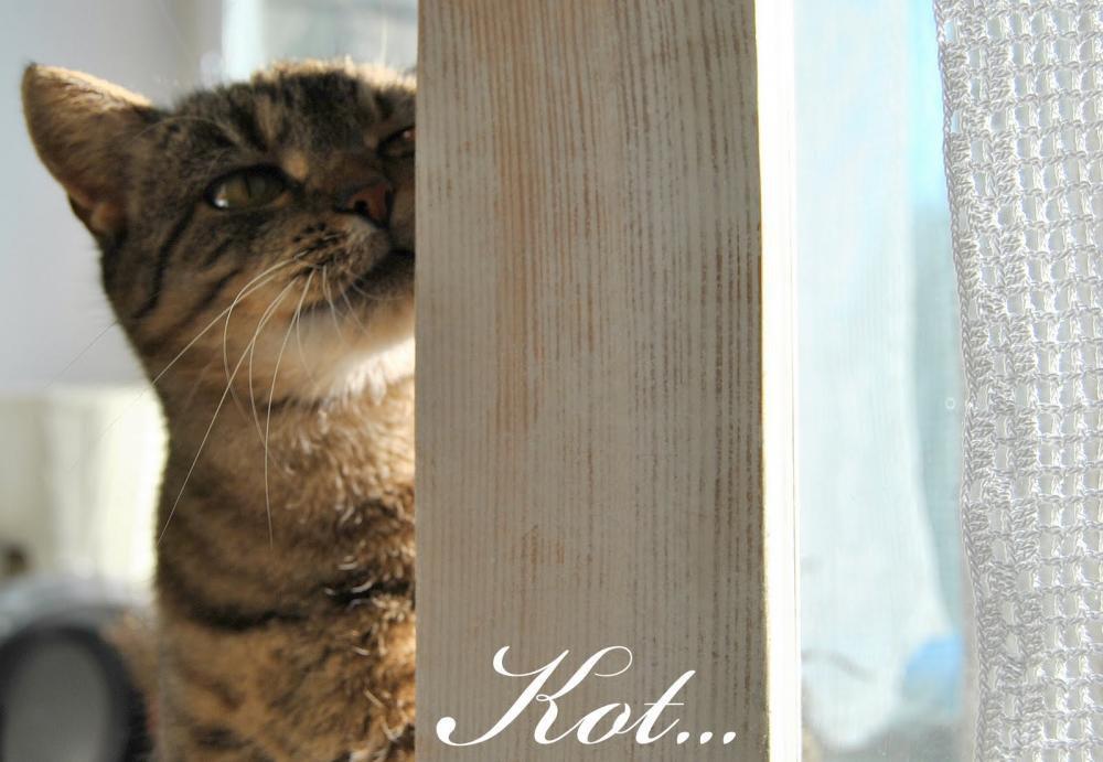 Zwierzak w domu - konkurs, zdjęcie 10