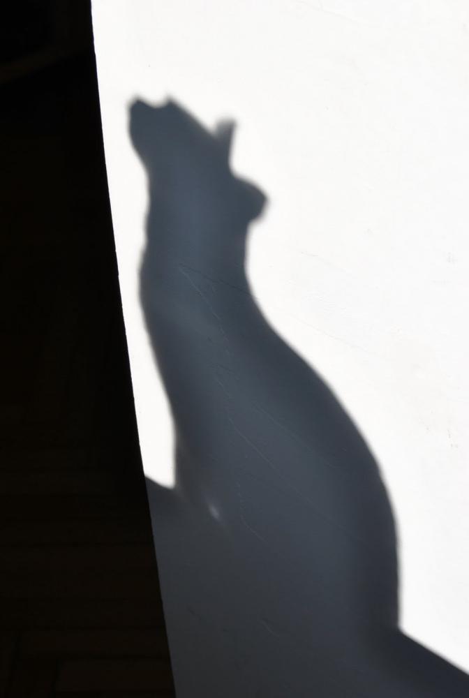 Zwierzak w domu - konkurs, zdjęcie 15