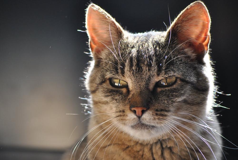 Zwierzak w domu - konkurs, zdjęcie 1