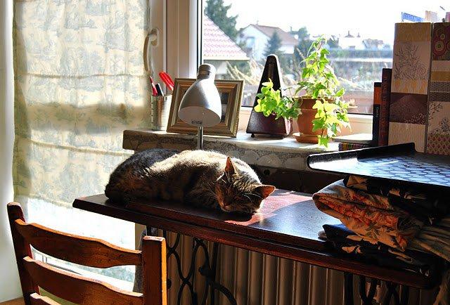 Zwierzak w domu - konkurs, zdjęcie 8