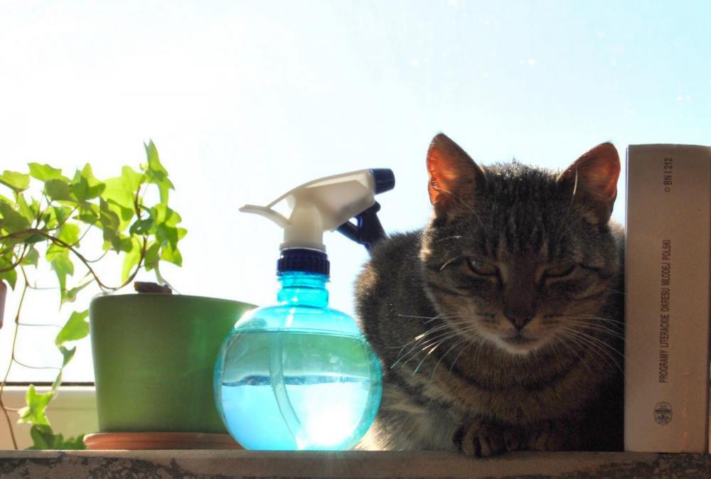 Zwierzak w domu - konkurs, zdjęcie 2