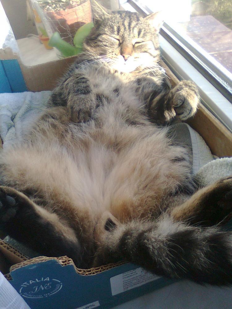 na konkursik o zwierzakach:)), zdjęcie 8