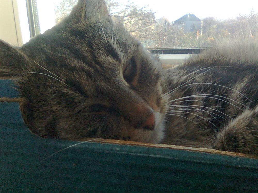 na konkursik o zwierzakach:)), zdjęcie 7