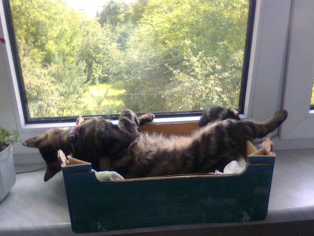 na konkursik o zwierzakach:)), zdjęcie 3