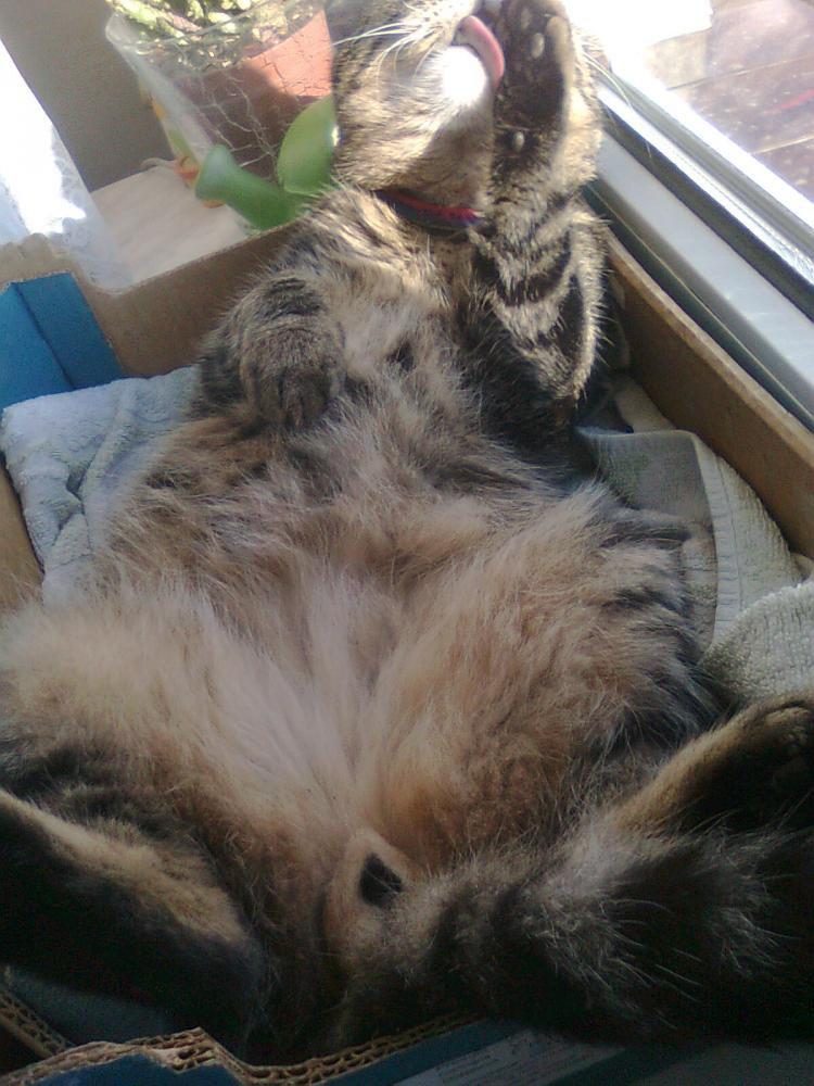 na konkursik o zwierzakach:)), zdjęcie 9