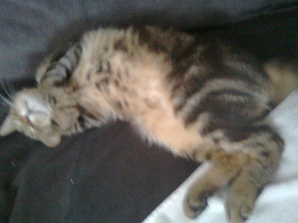 na konkursik o zwierzakach:)), zdjęcie 2