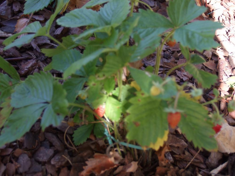 Owocowy raj, zdjęcie 5