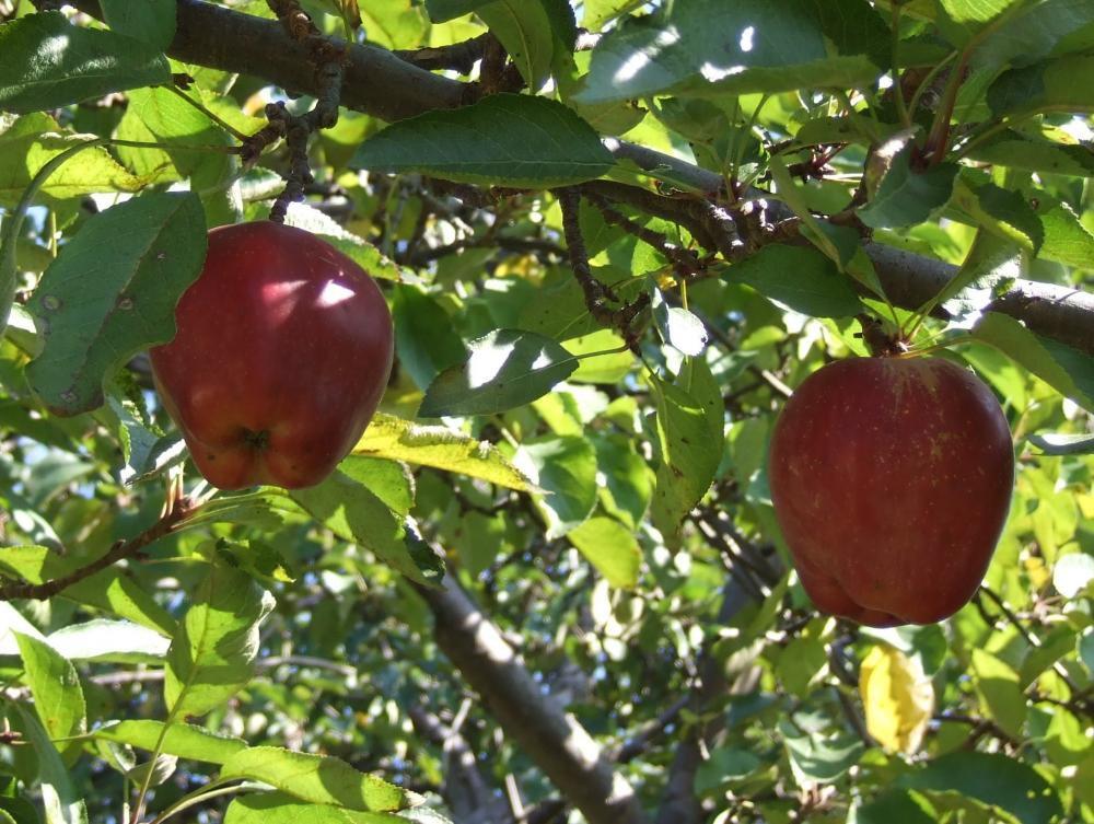 Owocowy raj, zdjęcie 4