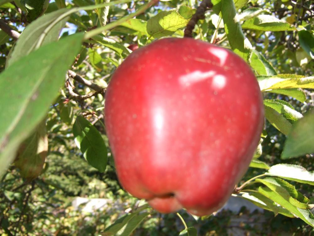 Owocowy raj, zdjęcie 2