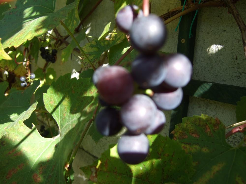 Owocowy raj, zdjęcie 3