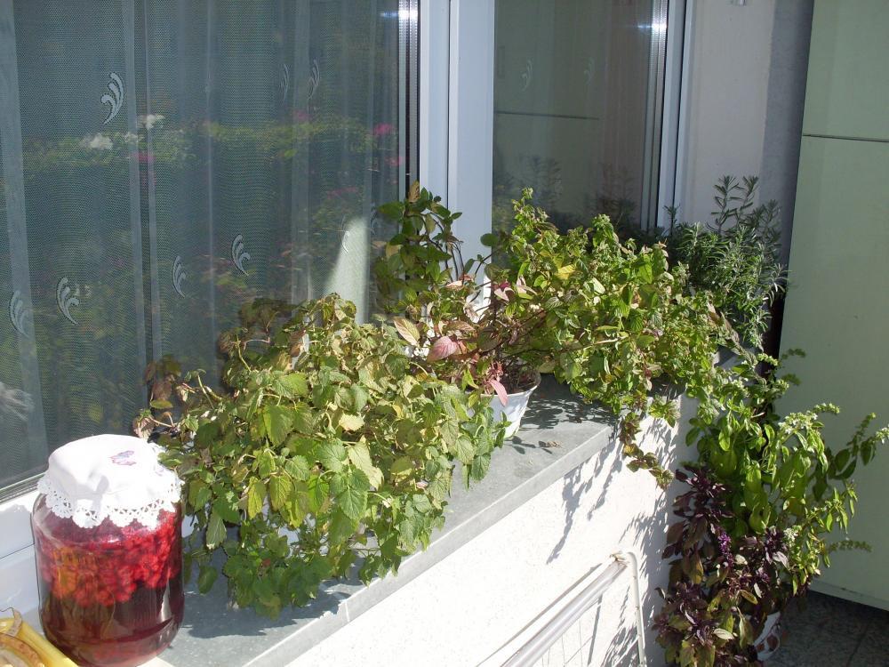 balkon moich rodziców, zdjęcie 2