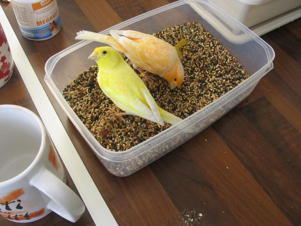 Zwierzaki w moim domu, zdjęcie 3