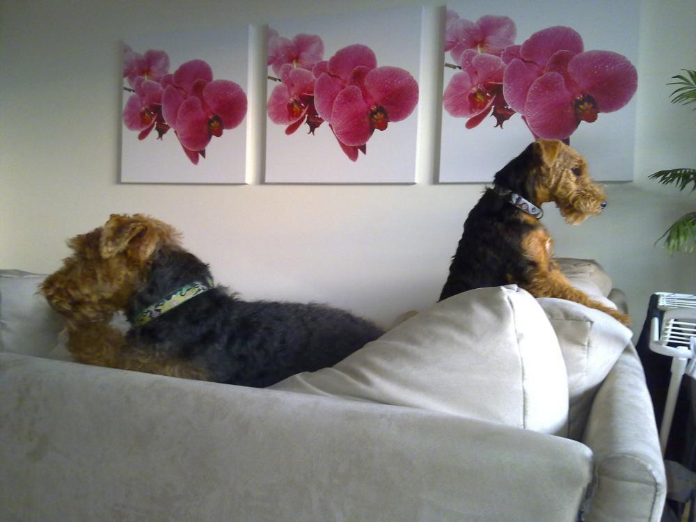 Czyja ta sofa?, zdjęcie 1