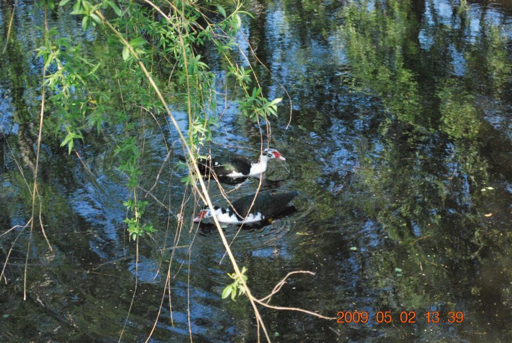 staw - działka, zdjęcie 4