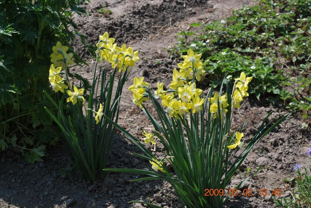 staw - działka, zdjęcie 1