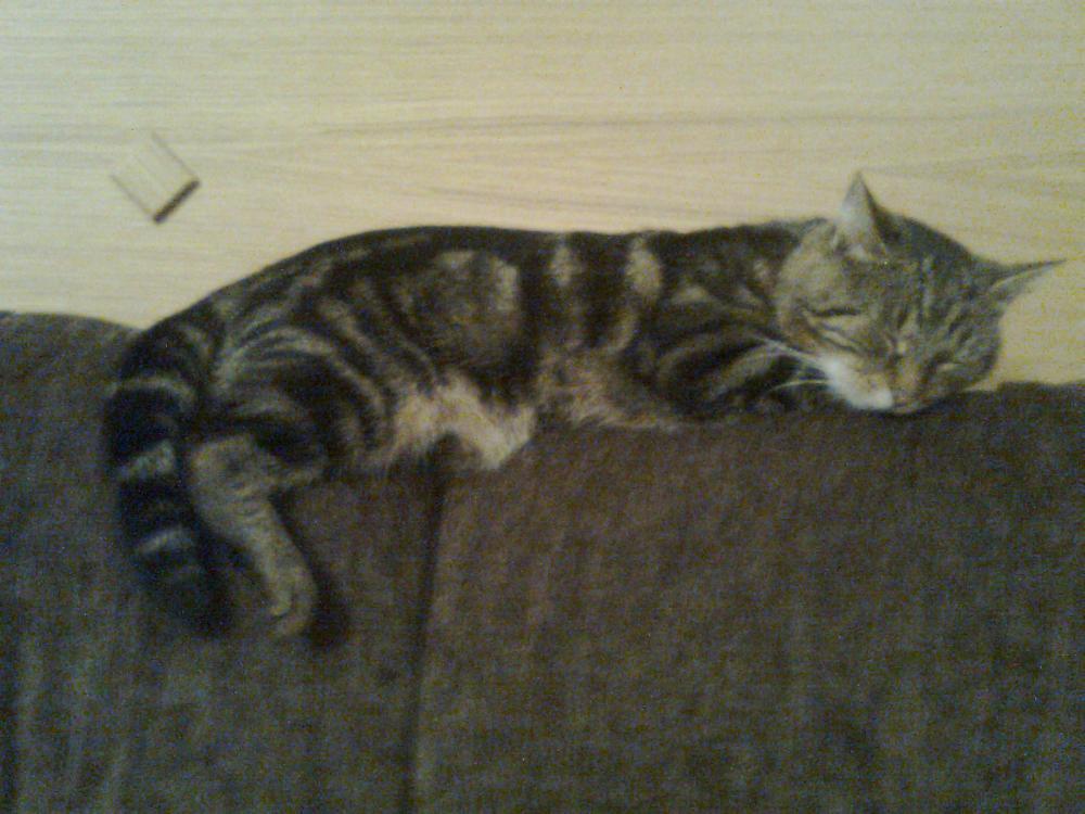 na konkursik o zwierzakach cz.2:)), zdjęcie 3