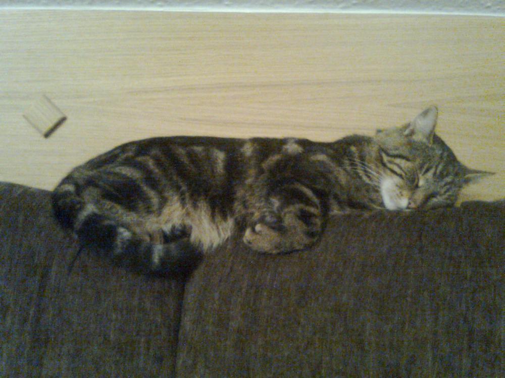 na konkursik o zwierzakach cz.2:)), zdjęcie 7