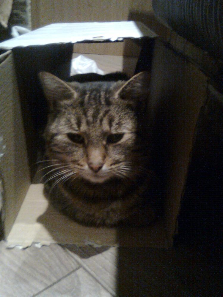 na konkursik o zwierzakach cz.2:)), zdjęcie 8