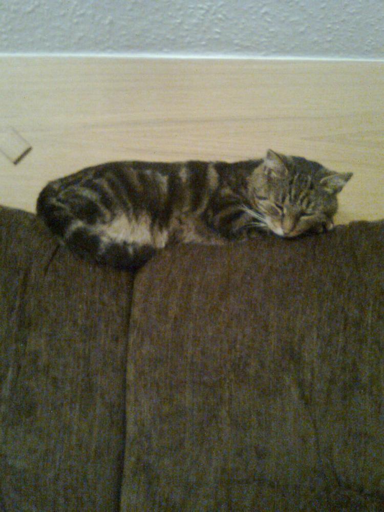 na konkursik o zwierzakach cz.2:)), zdjęcie 4