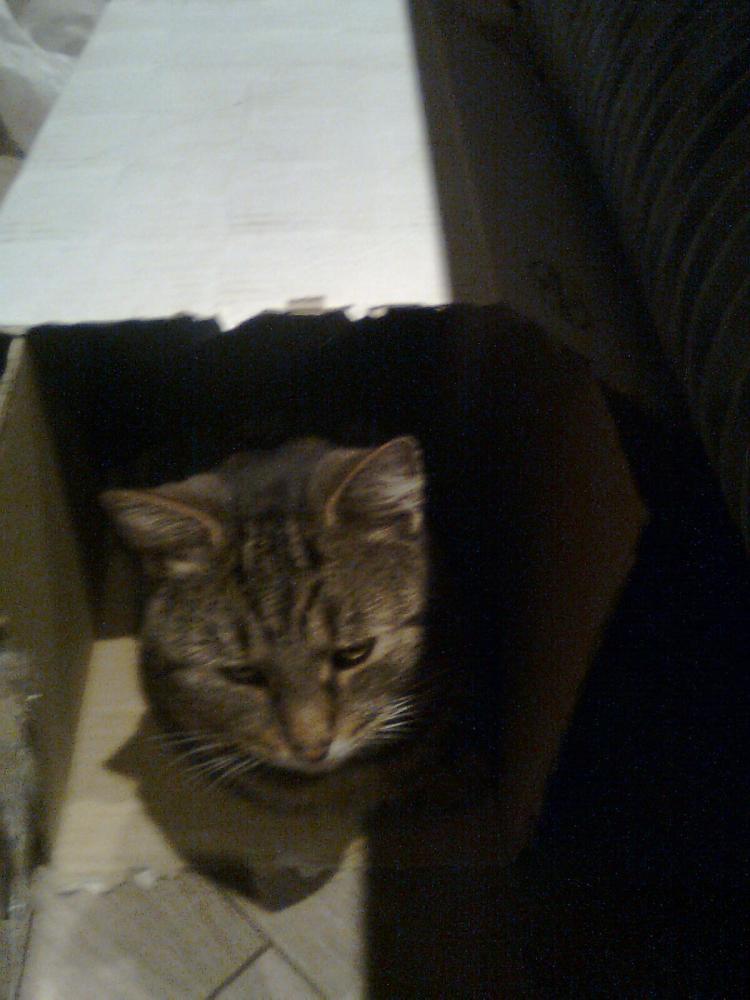 na konkursik o zwierzakach cz.2:)), zdjęcie 9