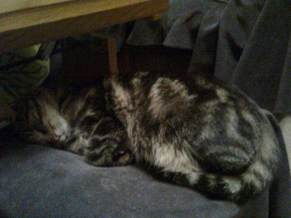 na konkursik o zwierzakach cz.2:)), zdjęcie 6