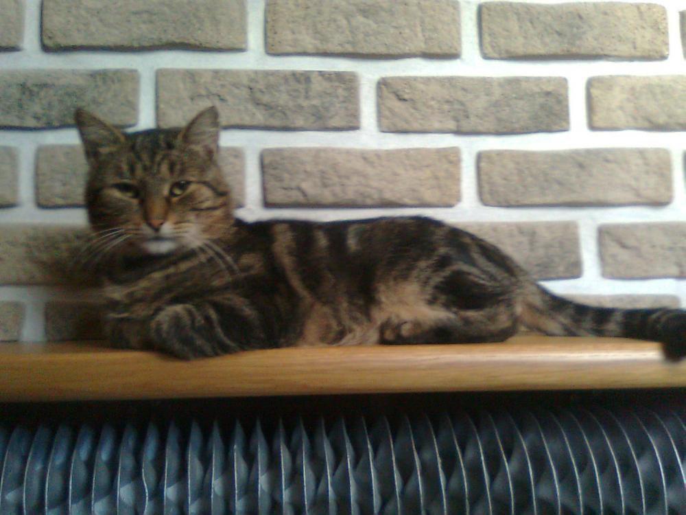 na konkursik o zwierzakach cz.2:)), zdjęcie 2