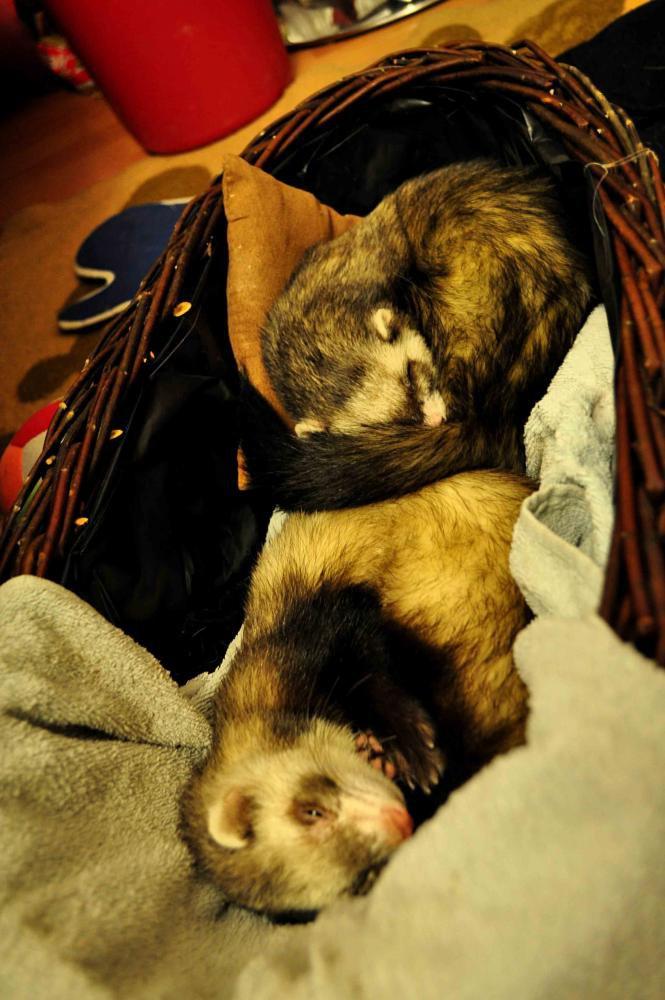 Zwierzaki, zdjęcie 2