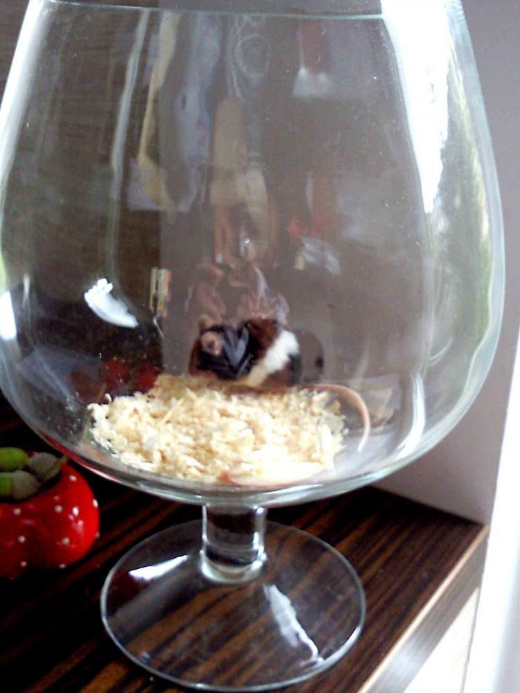 Zwierzaki, zdjęcie 4