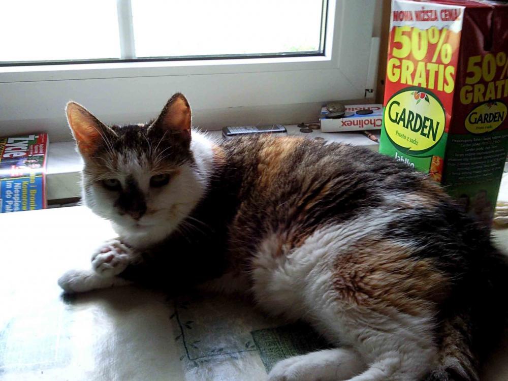 Zwierzaki, zdjęcie 3