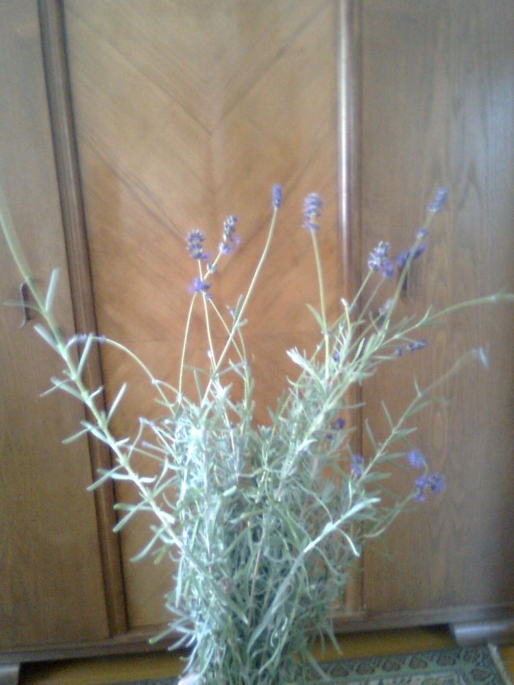 Lawenda przy starej szafie:)), czyli ogrodowe piekności, zdjęcie 2