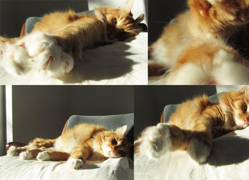 "Akcent" - zdjęcia na Konkurs "Zwierzak w moim domu", zdjęcie 4