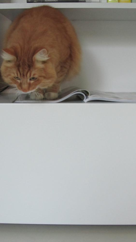 "Akcent" - zdjęcia na Konkurs "Zwierzak w moim domu", zdjęcie 9