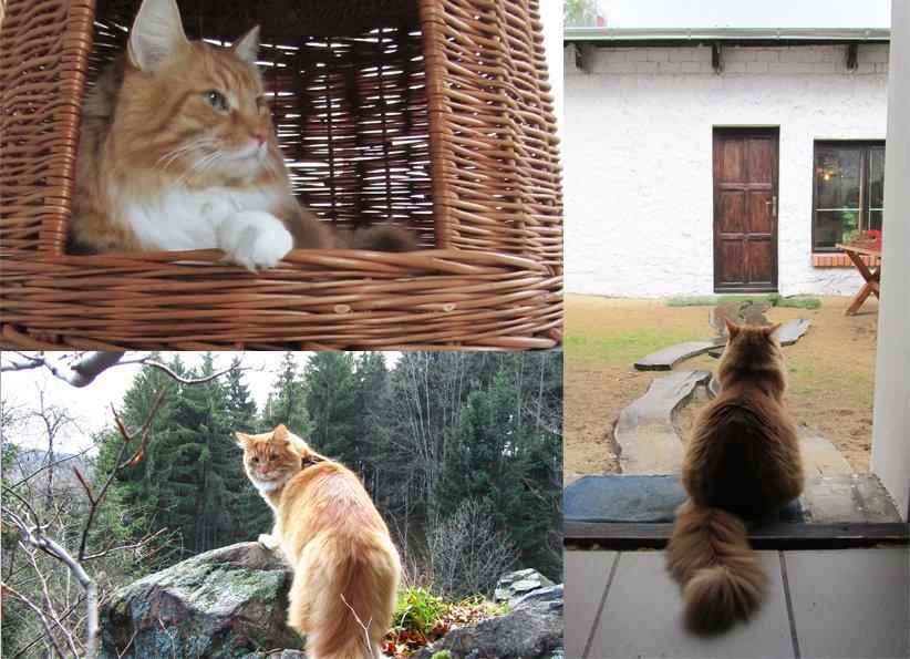 "Akcent" - zdjęcia na Konkurs "Zwierzak w moim domu", zdjęcie 2