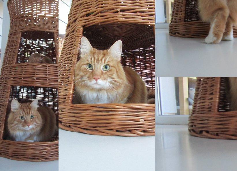 "Akcent" - zdjęcia na Konkurs "Zwierzak w moim domu", zdjęcie 6