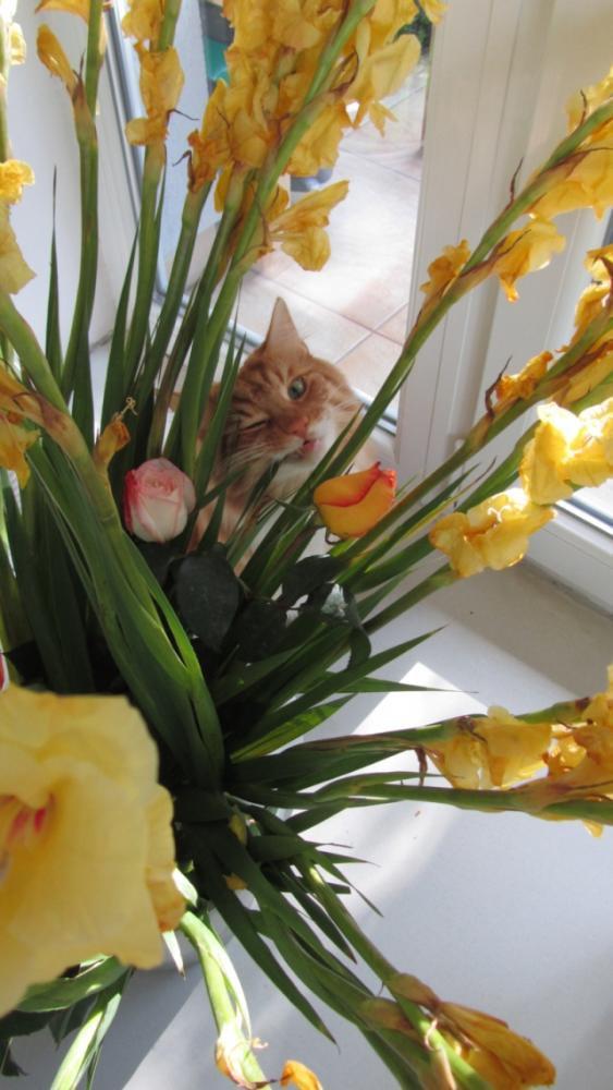 "Akcent" - zdjęcia na Konkurs "Zwierzak w moim domu", zdjęcie 8