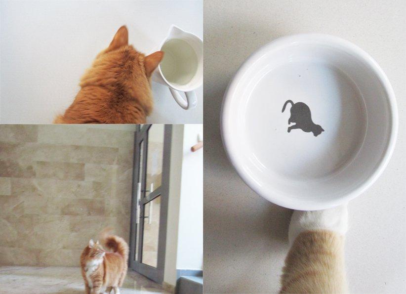 "Akcent" - zdjęcia na Konkurs "Zwierzak w moim domu", zdjęcie 5