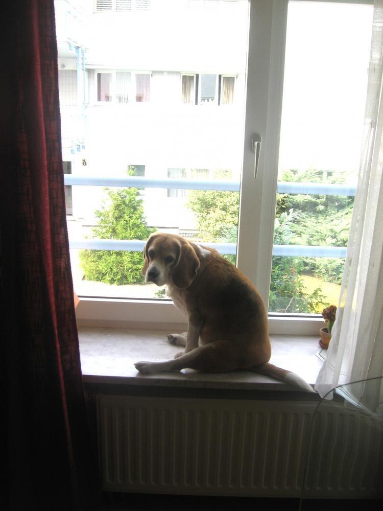 psie solarium, zdjęcie 6