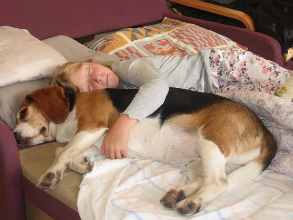 psie solarium, zdjęcie 5