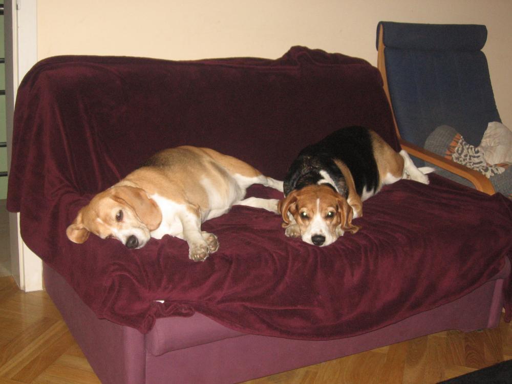 psie solarium, zdjęcie 3