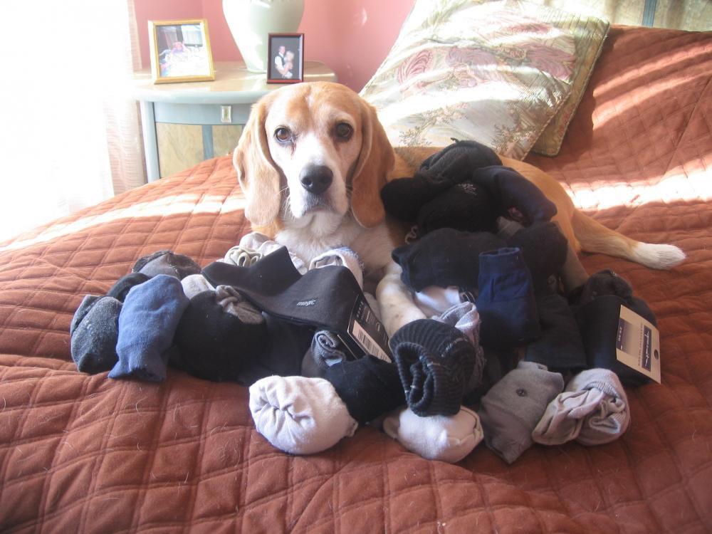 psie solarium, zdjęcie 2