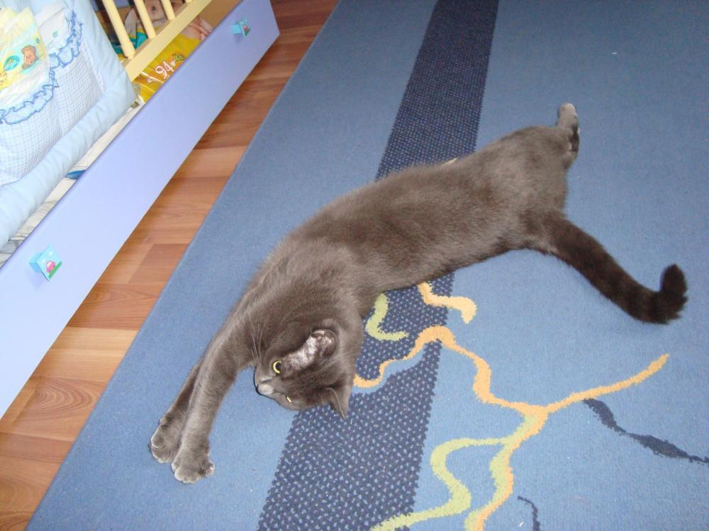 Zwierzak w moim domu, zdjęcie 5